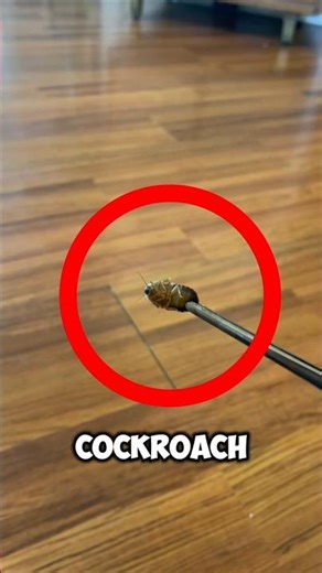 Why Did This Girl Let a Cockroach Crawl in Her Room? 😨🕵️‍♀️