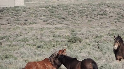 Wild Horses Fighting on Make a GIF