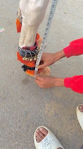 10K views · 114 reactions | Hello friends, how do you measure the height of a mare from the ground? And the inch tape fell short. #bahrainhorses #bahrainendurance #bahraindressage #baladecheval #concours #morocco #instagood #maroc | Azruddin Khan Bwr | Facebook