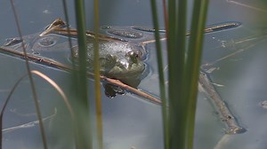 Wildlife biologists in Colorado limiting spread of invasive frogs by euthanizing them