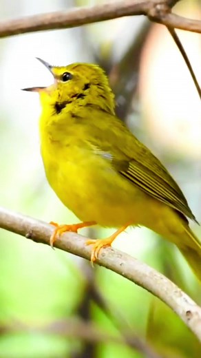 When birds sing, they make nature even more beautiful. The singing of these birds is a true symphony. Animals in nature give wonderful. #amazing #world #amazingvideo #beautiful #wonderful #Wonderful #eagle #eagles #bird #birds #music #animais #animals #passaros #love #amor #natureza #naturelovers #nature