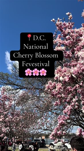National Cherry Blossim Festival 2025 🌸🦅🇺🇸 #cherryblossom #fevestival #DC #dmv #fyp #nationalcherryblossomfestival #spring #thingstodo #washingtondc