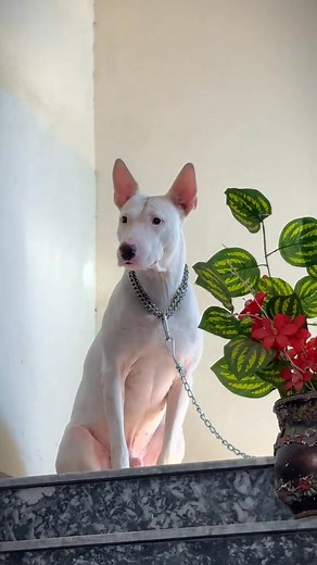 56K views · 5.7K reactions | #rehankhankpkdogkennal #dog #kohatigultair #foryoupagereels #doglover #fypシ゚viralシ | Rehan Khan kpk dogs kennel | Facebook