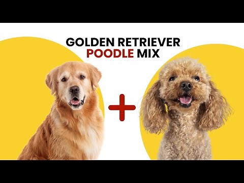 Golden Retriever Poodle Mix AKA Goldendoodle: Traits, Care, and More!