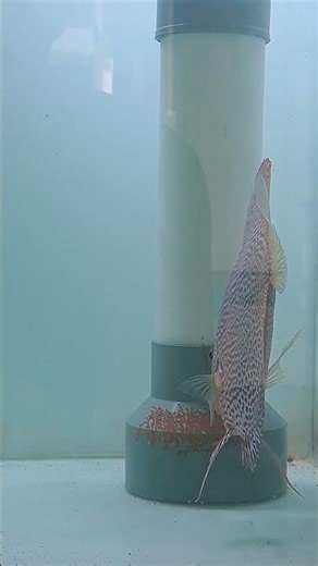 flora snake, altum flora #discusbreeding #discus #ikandiscus #discuslover #discusfish #discusfarm