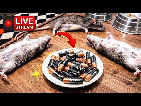 I Tried This Rat Repellent Trick… Amazing Result! 😱| Secret Uses