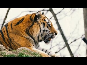 How the Movements of Tigers Help Map Forest Corridors?