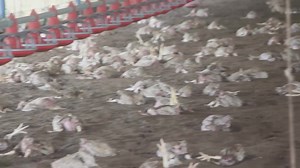 1.1K views · 43 shares | The Dark Side of Farming: As much as we...