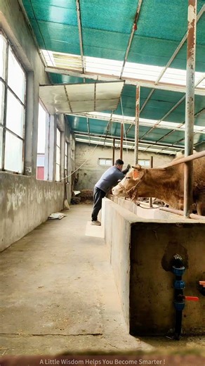 Daily Farm Life Cleaning the Cow Barn