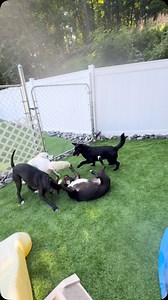 More pool days will be coming during the summer! Stay tuned and get your dogs assessments so they can splash into a good time  #dogs #dogdaycare #dogboarding #pooltime #fun #splash #followus #summer #summerlovin #doglover | Howlin Hotel & SPaw | Facebook