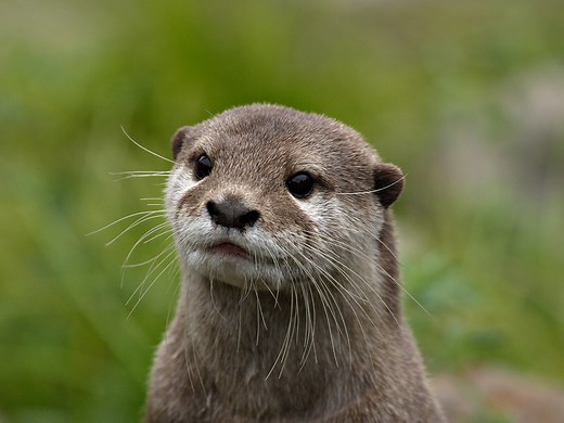 Meet the Asian Small-Clawed Otter, an Adorable and Social Carnivore
