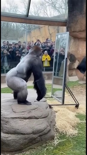 Gorilla Sees Himself in Mirror First Time… His Reaction is WILD! 🦍😱 #GorillaMirror #gorillareaction