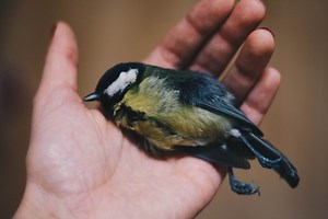 How To Preserve a Dead Bird: Six Methods To Consider - StuffSure