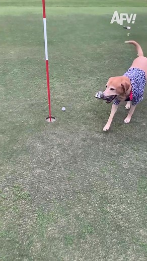 Funny Dog Videos That Will Make You Laugh