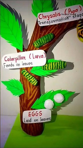 Butterfly Life Cycle 3D Project #diycraft #craftmodel #schoolcraft