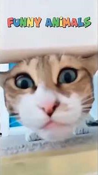 Get Ready to Laugh: Hilarious Funny Animals Compilation You Can't Miss! #FunnyAnimals #LaughOutLoud