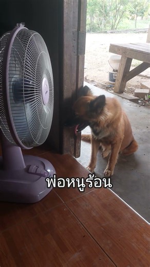 อากาศมันร้อน#หมา #dog #horror #funny #comedy #คลายเครียด #ความสุข #ตลก #ขำๆ #ฮาๆ #คลิปตลก #คลิปสั้น
