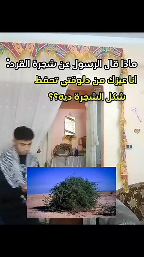 معلومات عن شجرة الغرقد
