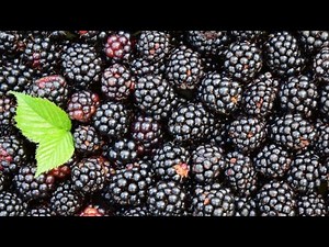 Lemon Blackberry Dump Cake! #cake #baking #sweets