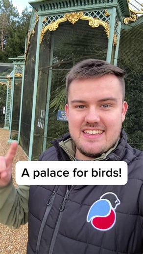 The grandest aviary I’ve ever seen! 😍 They house some amazing species too; Socorro Doves, Blue-crowned Laughingthrush’s and Asian Fairy-bluebirds just to name a few! 🕊️🪺 #aviary #aviculture #waddesdon #waddesdonmanor #birds