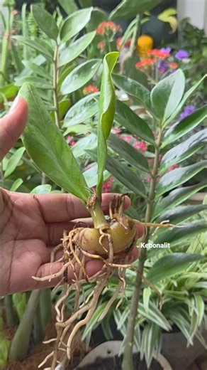 ZZ Propagation: Lazy Gardening at its Finest! 😴🪴