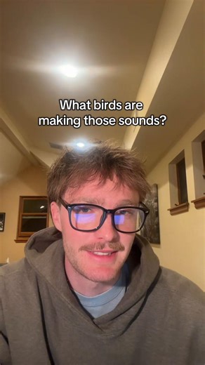 Discover Unique Bird Sounds in the Desert Southwest