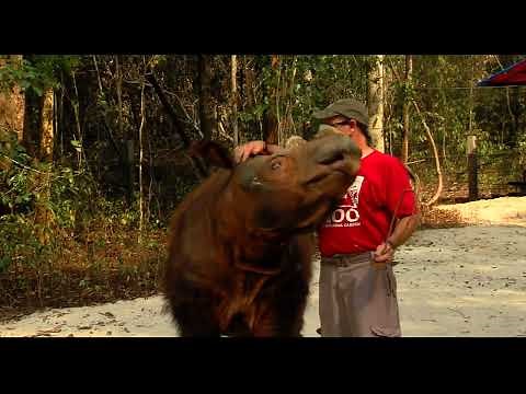 150-Second Stories Sumatran Rhino History - Cincinnati Zoo