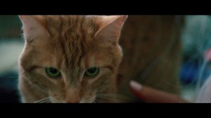 Meet London's most famous cat! A Street Cat Named Bob is At Cinemas November 4. #StreetCatBob | A Street Cat Named Bob