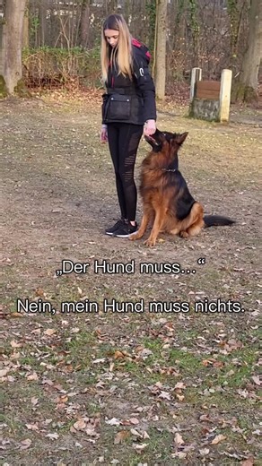 Understanding Dog Training Requirements for Competitions