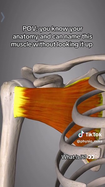 Identify the Rotator Cuff Muscle for Physiotherapy