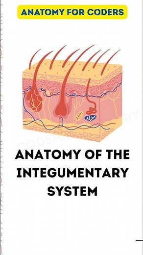 Integumentary System EXPLAINED in 17 Seconds! | Medical Coding #shorts