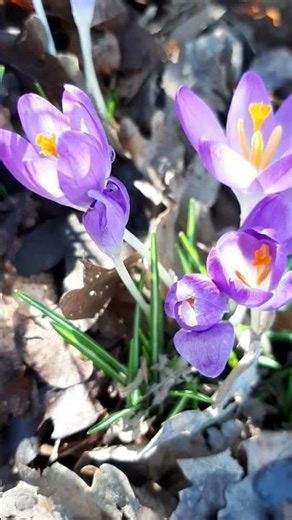 Der Mensch - ein gefallener Engel? Die Erde - ein Schulungsort?