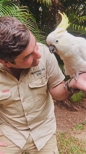 Giffo on Instagram: "Occa wants a cracker 😂… I absolutely adore cockatoos. I’d met a lot as pets and rescued a few growing up, but it wasn’t until my first zookeeper job as a rover that I truly appreciated them. Especially my favourites Occa, Anthony, Joey, Lady bird and Capp Capp ♥️"