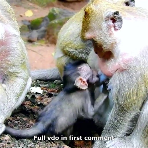 Mom Dana Tor.tur.ing Baby Daniela Too Hard, Daniela Cry Very Loud 🥲💔 Check full story in first comment | Hello Monkey