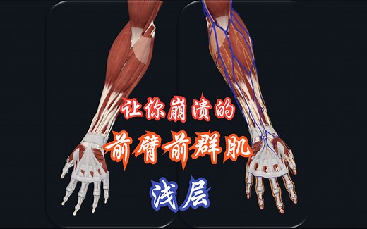 上肢肌肉：前臂前群肌-第一层（肱桡肌、旋前圆肌、掌长肌、桡侧腕屈肌、尺侧腕屈肌）