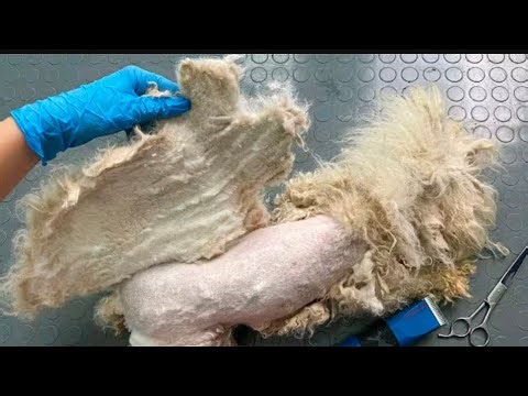 Great job Mangoworms removal in dogs