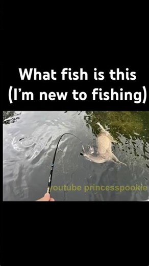 "What fish is this?" 🥀 #funny #dankememes #memes #slideshow #shorts #brainrot #humor