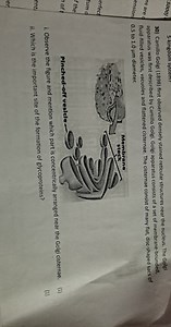 5-kingdom system?30) Camillo Golgi (1898) first observed dense... | Filo
