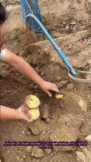 Potato Harvest Hack: Digging with Care | #GardenHacks