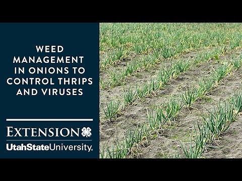 Weed Management in Onions to Control Thrips and Viruses