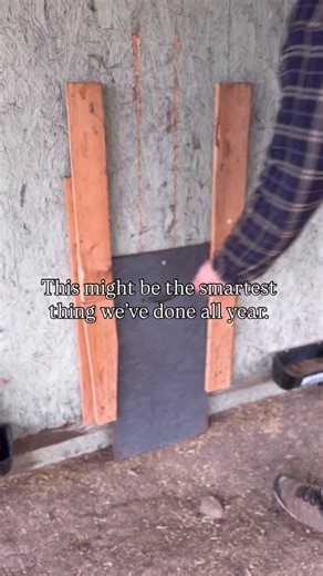 We upgraded to the Run Chicken automatic coop door and it’s been a total game changer. Opens at sunrise, closes at sunset, and keeps our flock safe even when we’re not home. If you’re wanting to try an automatic coop door, there’s a link in my bio to save! Or comment “chicken” and I’ll send it straight to you 🐓🐓 . . #chicken #chickencoop #homesteading #homestead #backyardchickens #chickencoopsofinstagram #farm #farmlife #fblifestyle | The Sprouting Homestead