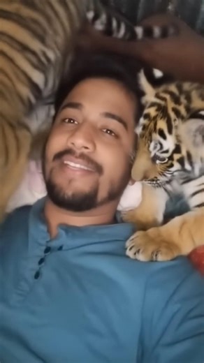 two tiger is back#subscribe #viralmusic #love #viral