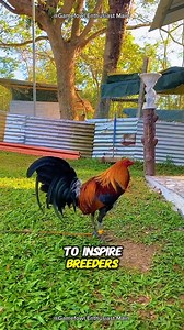 23K views · 1K reactions | History of the Gilmore Gamefowl #gilmoregamefowl #gamefowlhistory #gilmore | Gamefowl Enthusiast | Facebook