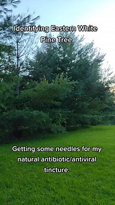 38K views · 1.1K reactions | Identifying white pine. #whitepine #whitepineneedle #foraging | The gardening nurse | Facebook