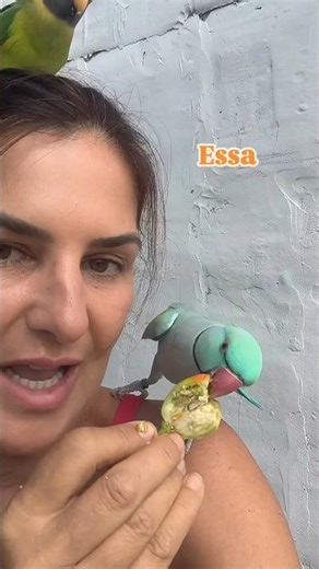 ringneck pode comer?