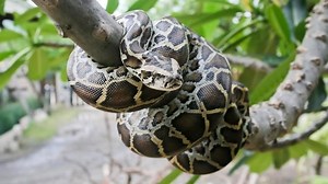 Burmese python - Alchetron, The Free Social Encyclopedia