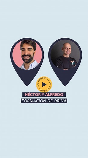 Alfredo Carnicero | La formación de la orina ocurre a través de tres procesos principales: FIltración glomerular, REabsorción tubular y Secreción tubular.... | Instagram