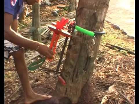 Coconut Tree Climber