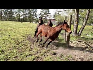 Horses running in pasture 4 15 17