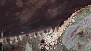 Process of sawing a log with a hand saw